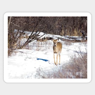 White Tailed Deer. Sticker